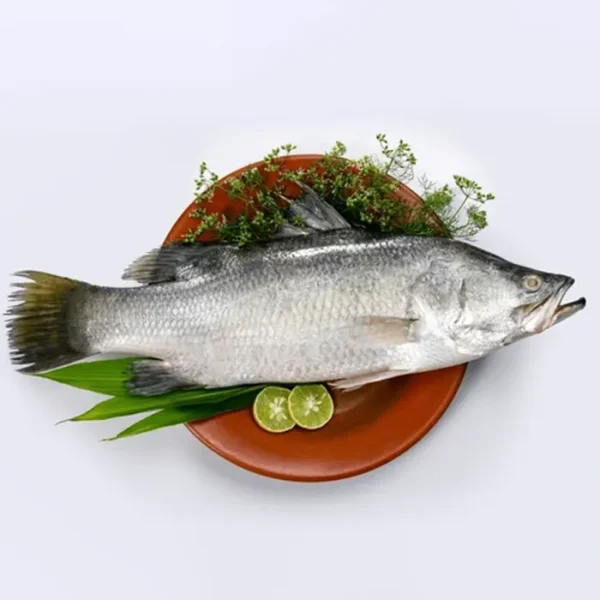 Bhetki