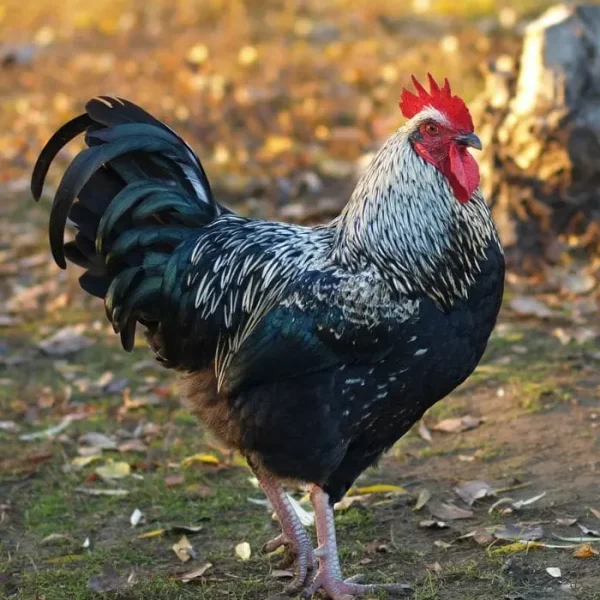 Black Rock Chicken