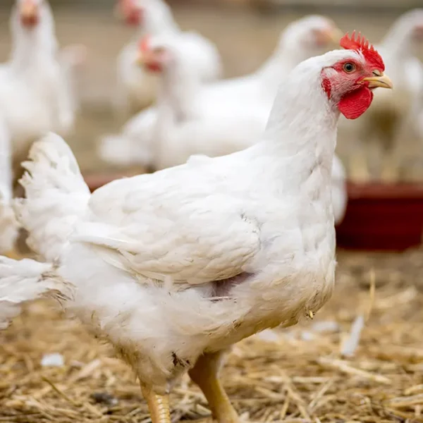 Chicken Live Bird