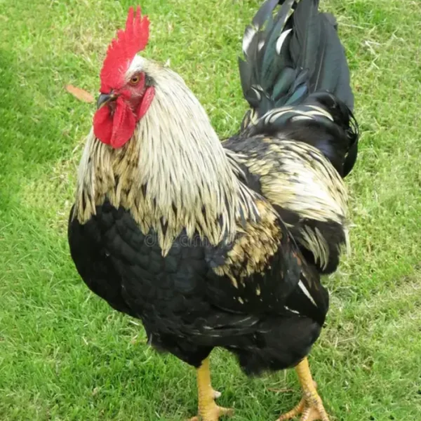 Cockral