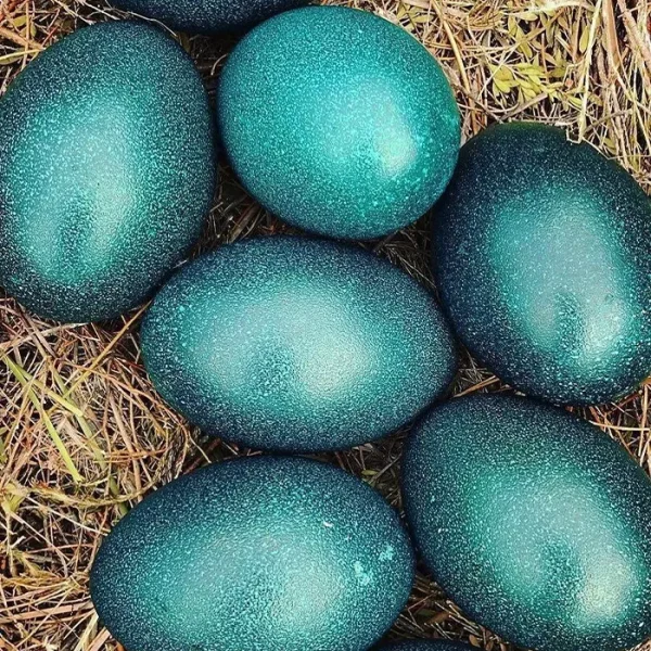 Emo Egg