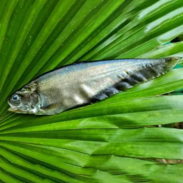 Fali