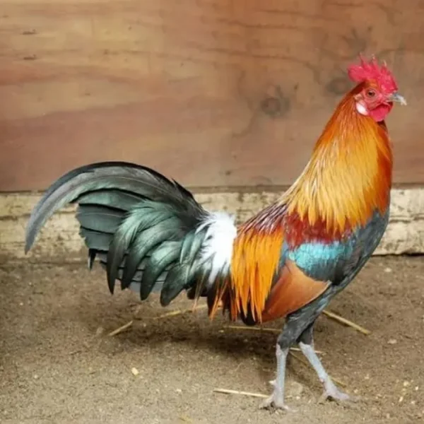 Gaon Wala Desi Chicken