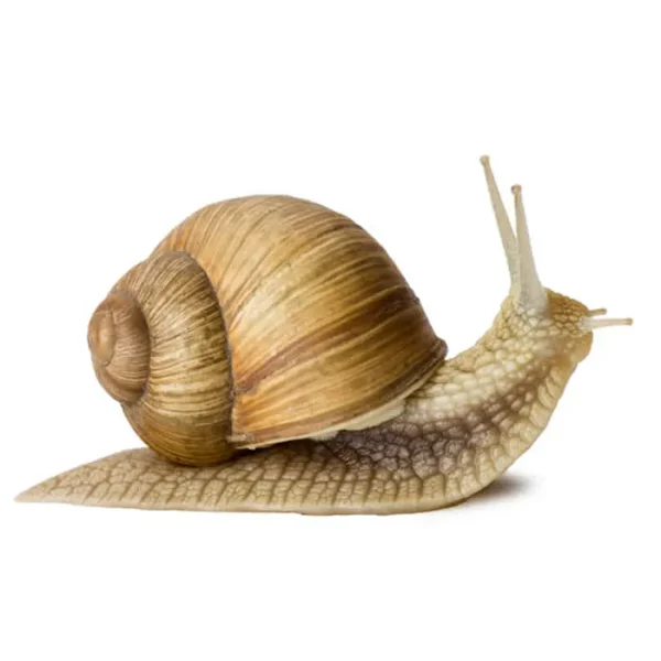 Genda/Snail