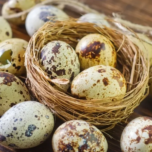 Gunduri Egg