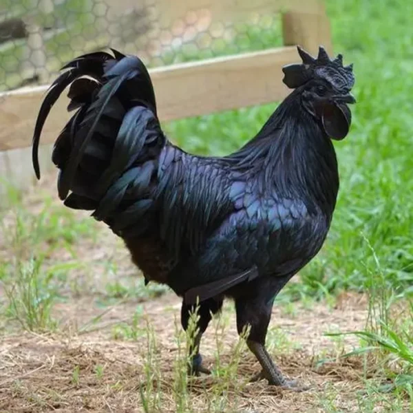 Kadaknath