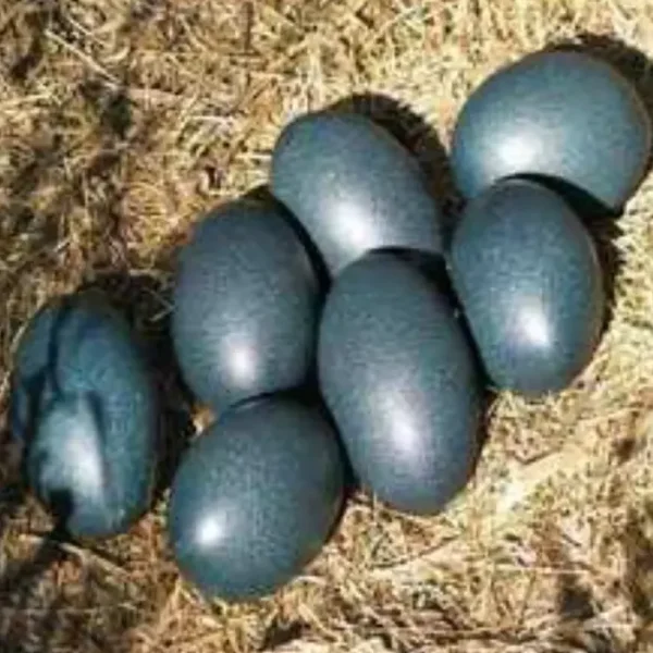 Kadaknath Egg