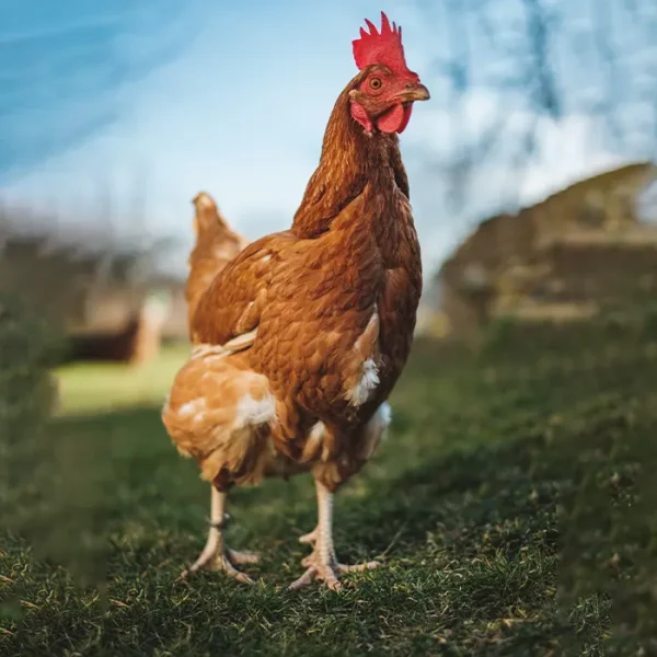 Koraput Desi Chicken