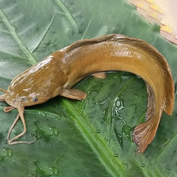 Magura