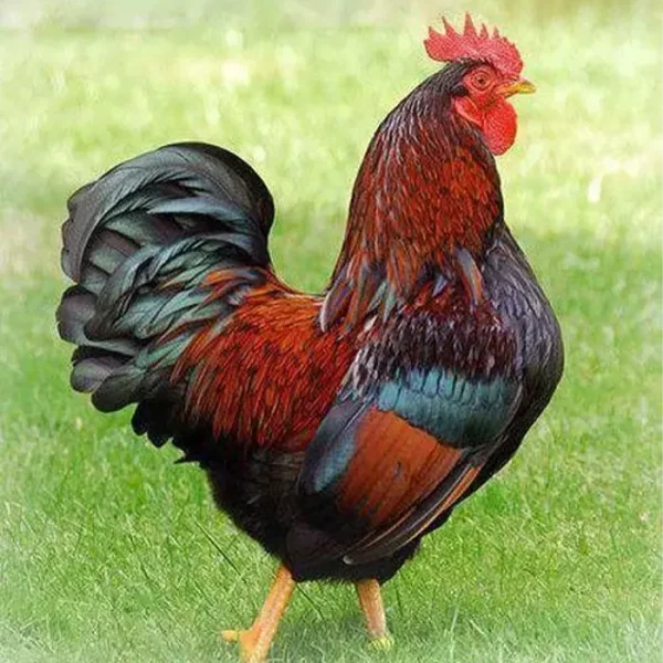 Mayurbhanj Desi Chicken