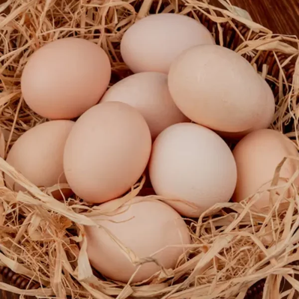 Organic Egg
